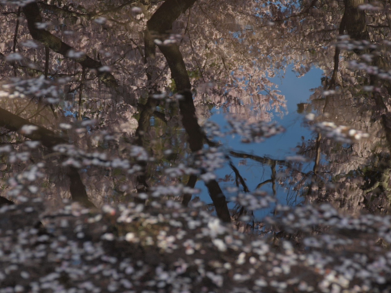 2010桜⑤-４_d0020300_002453.jpg