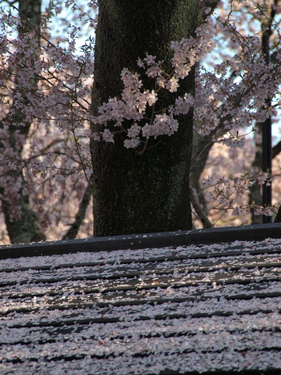 2010桜⑤-４_d0020300_03253.jpg