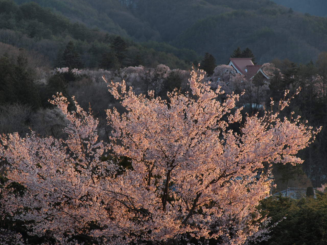 2010桜⑤-５_d0020300_2224852.jpg