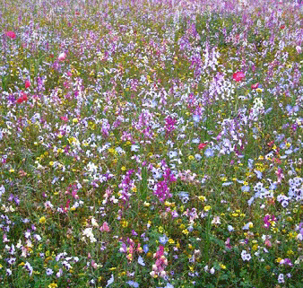 c0128402_16275492.gif