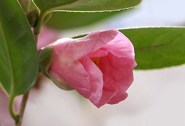 e0039703_1648338.jpg