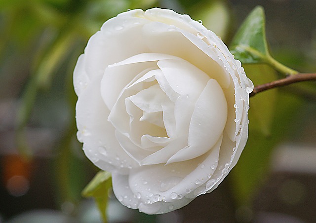 e0039703_1742268.jpg