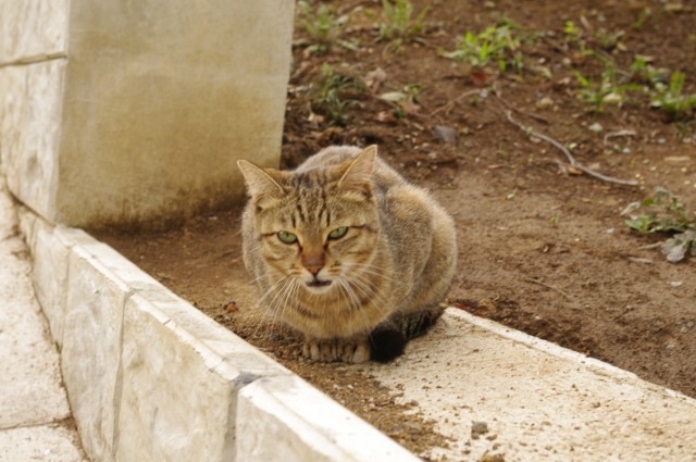 布施弁天の使いの猫。_a0024005_228662.jpg