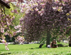 春のセントラルパークは本当に素晴らしいです_b0007805_16201223.jpg
