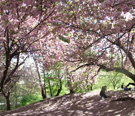 春のセントラルパークは本当に素晴らしいです_b0007805_17365741.jpg