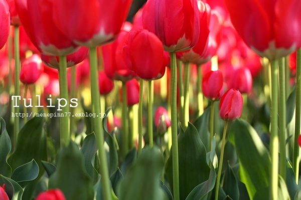 Tulips_a0095106_1184613.jpg