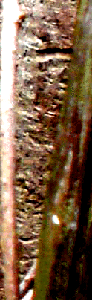 e0103408_14551741.gif