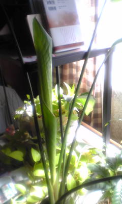 c0180209_14522228.jpg