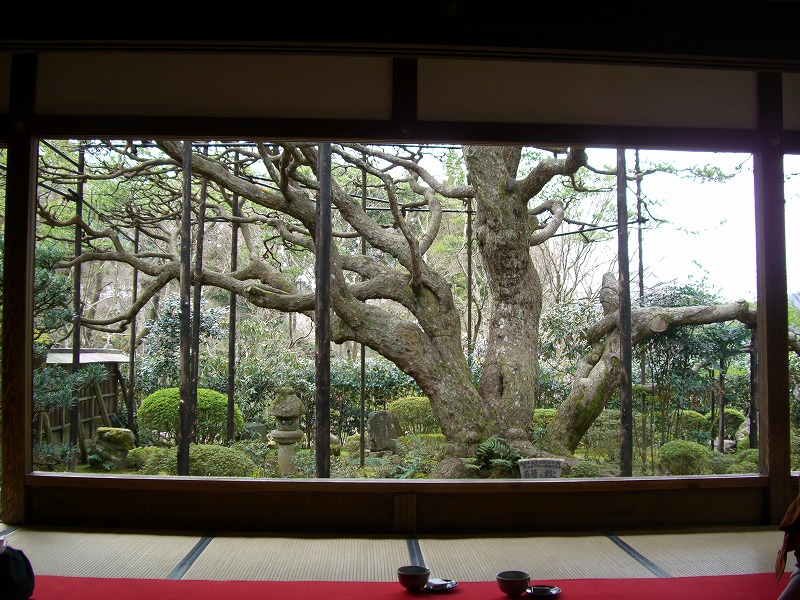 京都大原 宝泉院_d0116009_1129138.jpg