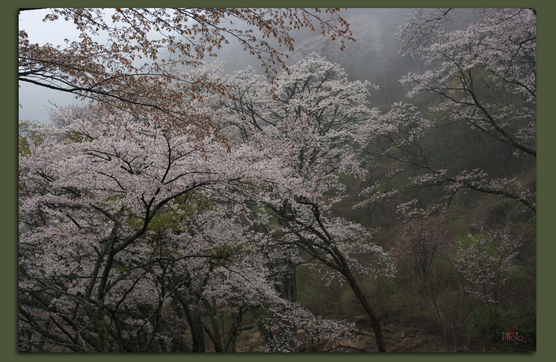 春桜・奈良（18-1）「曽爾村 屏風岩公苑（前）」_f0221510_2252684.jpg