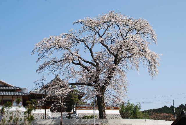 ２１　しだれ桜　真光寺_f0063911_15325635.jpg