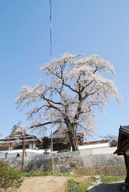 ２１　しだれ桜　真光寺_f0063911_15334663.jpg