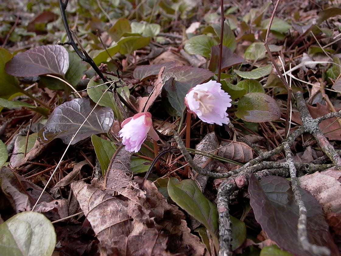 a0150213_857026.jpg