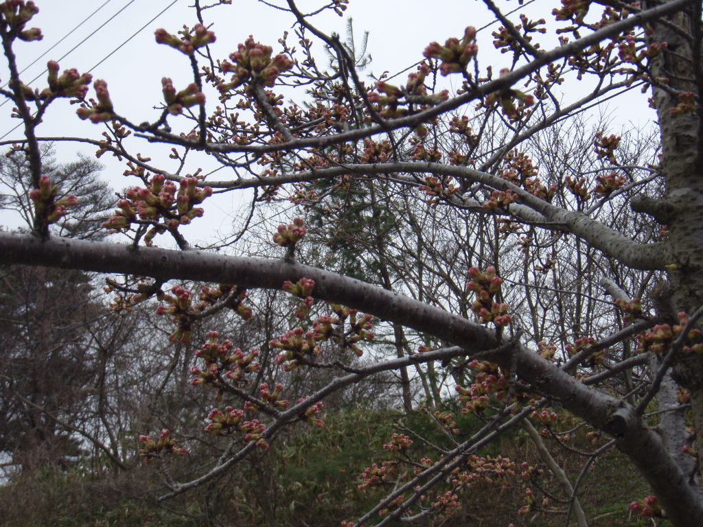 まだまだ小さい桜の木 タヒチ Cocoは南太平洋なノニ