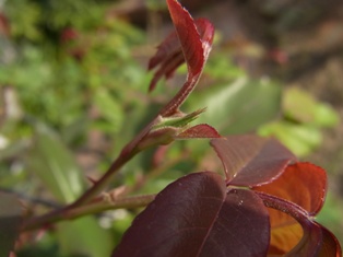 c0132714_20214862.jpg