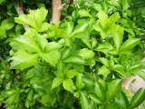 f0235026_10263459.jpg
