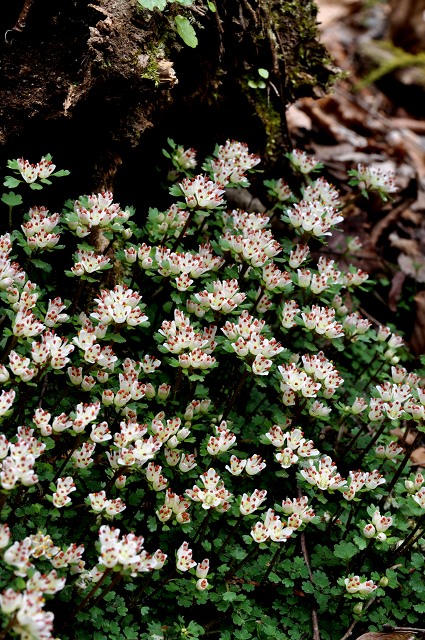 c0027027_12265.jpg