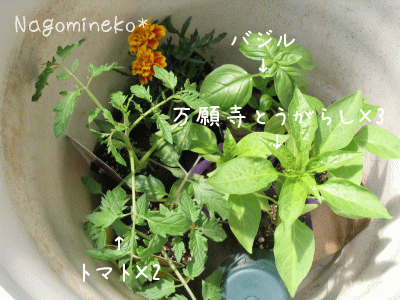 a0166338_14104942.gif