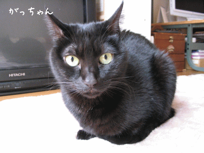 a0166338_1420820.gif