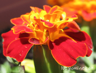 a0166338_146121.gif