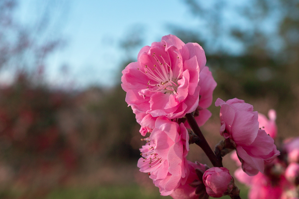 桃の花と・・・_c0223038_8121073.jpg