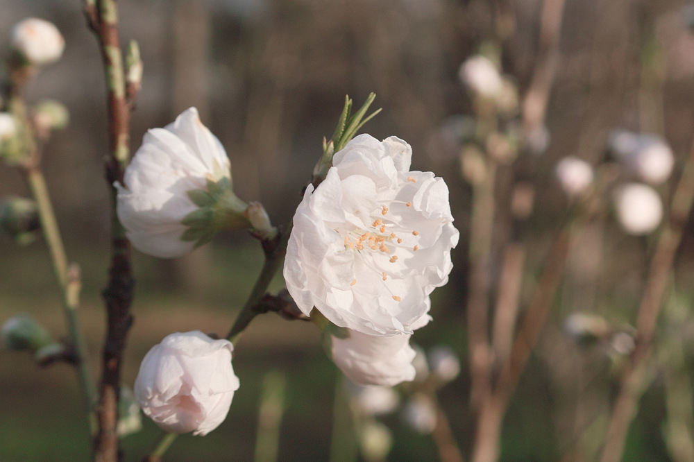 桃の花と・・・_c0223038_8124095.jpg