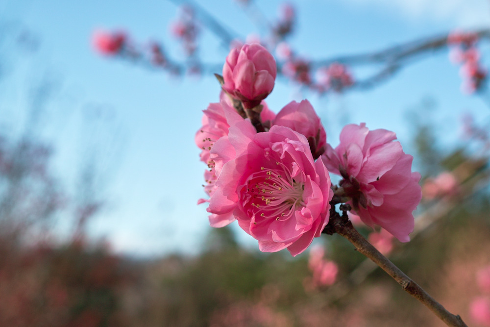 桃の花と・・・_c0223038_8131475.jpg