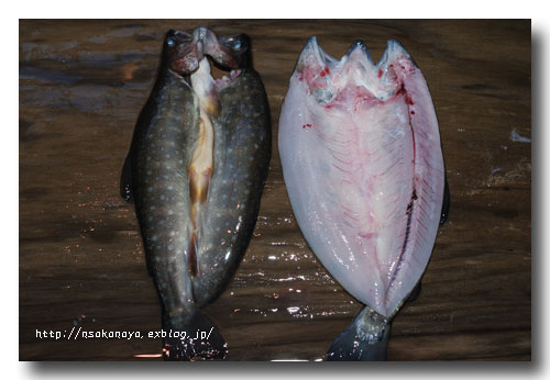 山女と岩魚の自家製 干物 ........ 一夜干しも旨いが天日干しも最高 ！_d0069838_127597.jpg