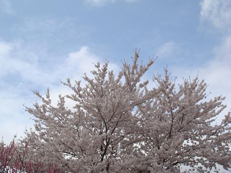a0014840_20395518.jpg