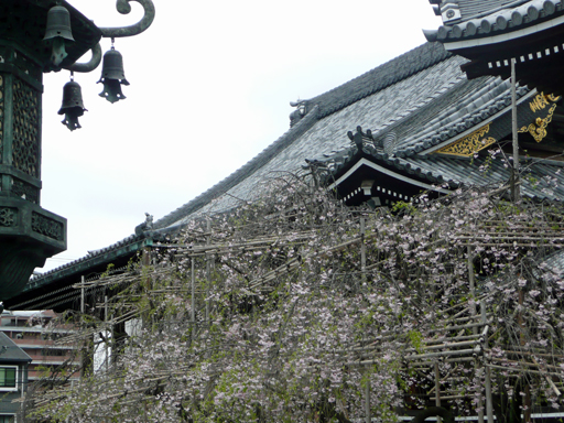 佛光寺の桜_b0088340_16391787.jpg