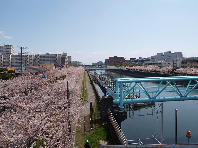 sakura watching 2　　　2010年4月8日_a0106043_114286.jpg