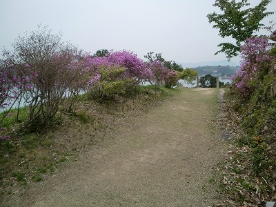 牛窓　亀山公園の三つ葉つつじ_c0190448_15111836.jpg