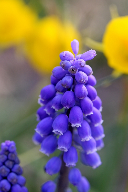 静岡で花写真_c0198351_20394078.jpg