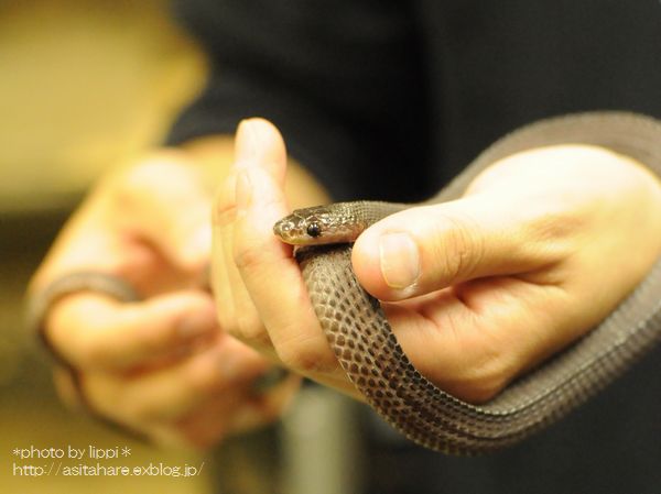 ホシニラミスナボア サンカクヘビ イワサキセタカヘビ 動物園でお散歩