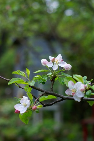 リンゴの花とモンタナ_d0083761_1982710.jpg