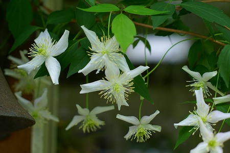 リンゴの花とモンタナ_d0083761_205113.jpg