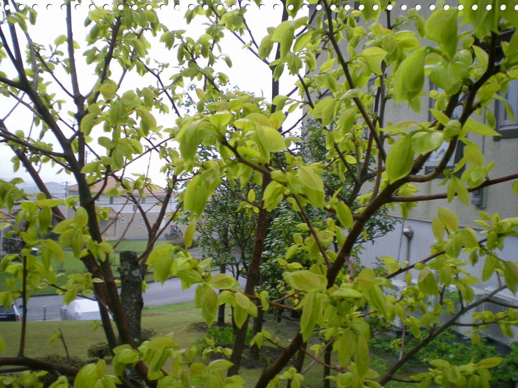 2010年4月21日(水)季節の変わり目とモグラ泥棒!_f0060461_815823.jpg