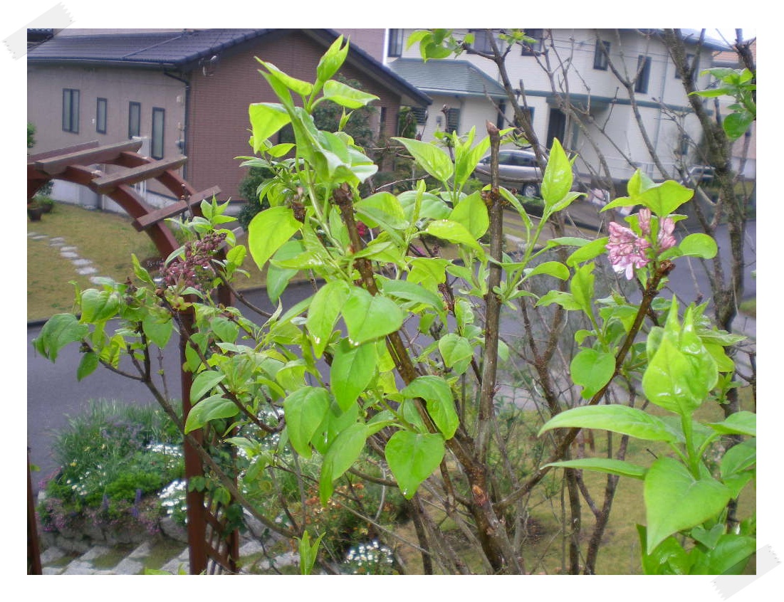 2010年4月21日(水)季節の変わり目とモグラ泥棒!_f0060461_8174446.jpg