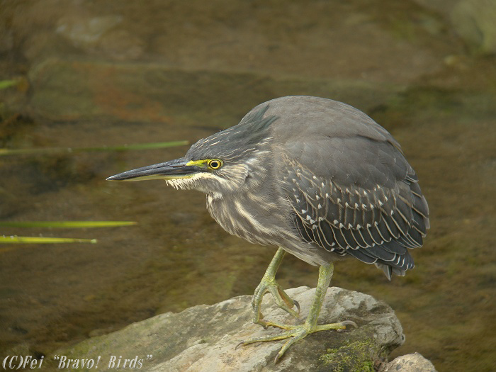 ササゴイ　Striated(Green) Heron/ Ardeola striata_b0069564_18164982.jpg