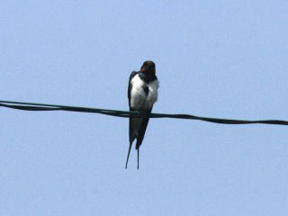 b0120968_1841575.gif
