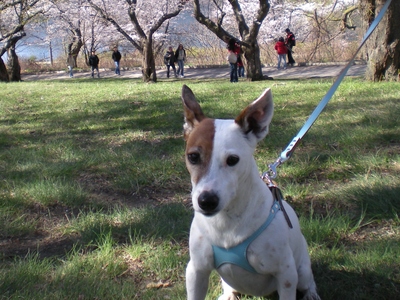 ■ 4月20日（火） 桜の園のハナ子_d0046778_8362354.jpg