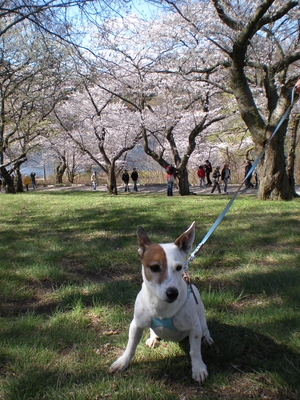 ■ 4月20日（火） 桜の園のハナ子_d0046778_8413561.jpg
