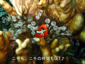 初の一人旅&体験ダイビング♪_f0144385_101478.jpg