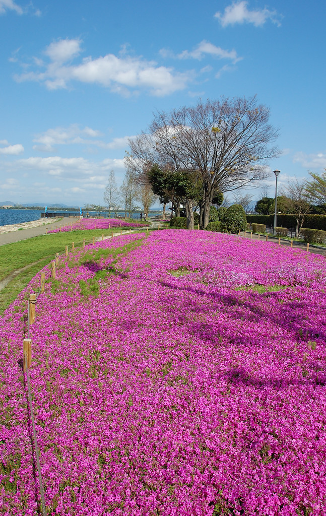 なぎさ公園の芝桜_e0169286_23515166.jpg