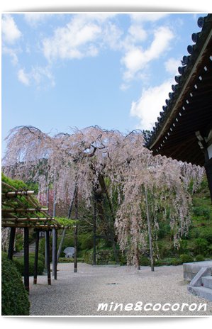 善峰寺_a0053987_6191833.jpg