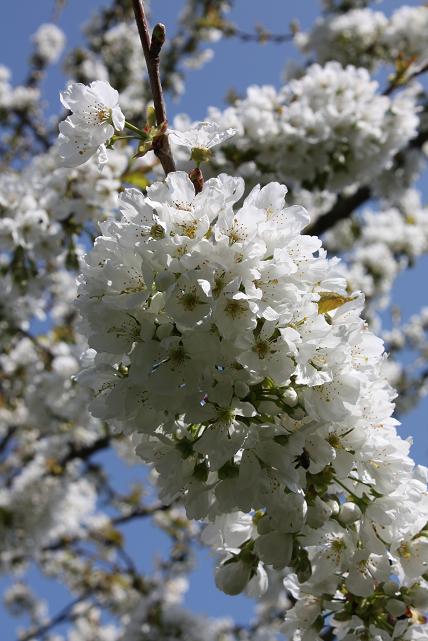 さくらんぼの木も花盛り_f0044892_4175364.jpg