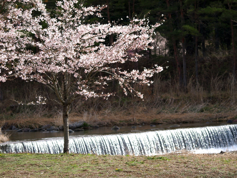 今日は桜を・・・_f0183393_2235923.jpg