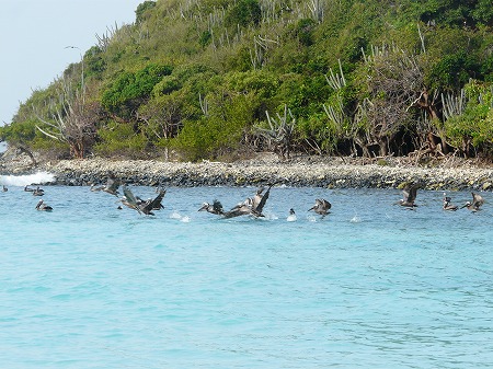 セレブリティ・ソルスティス　東カリブ海クルーズ　6日目-2　トルトラ島　Jost Van Dyke②_e0160595_2211328.jpg