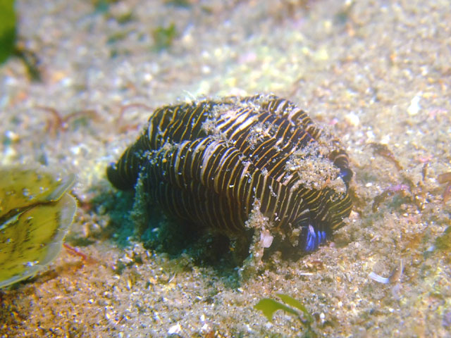 ベニカエル３匹ウミウシ稀種２種【2010年4月21日】_f0053895_1985294.jpg