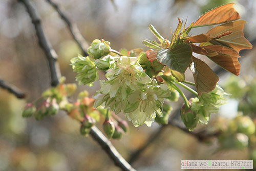 八重桜の季節_c0129596_17321113.jpg